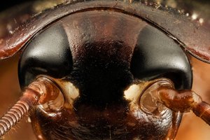 Самки тараканов выбирают в партнеры самых неутомимых «танцоров»