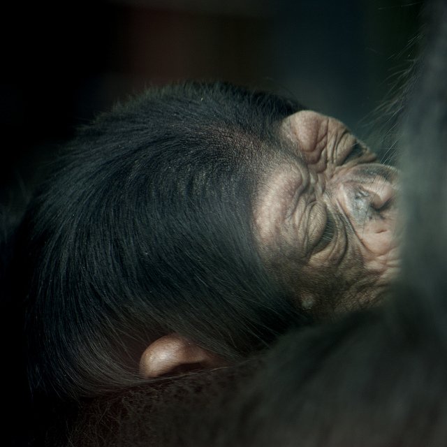 Фото: Kitty Terwolbeck/Flickr.com