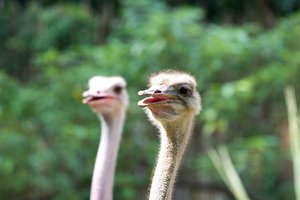 Как козы спасли страусиху от одиночества