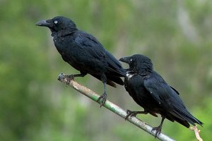 Австралийские вороны научились есть ядовитых жаб