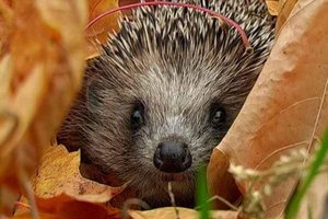 Ученые подсчитывают количество клещей с помощью ежей