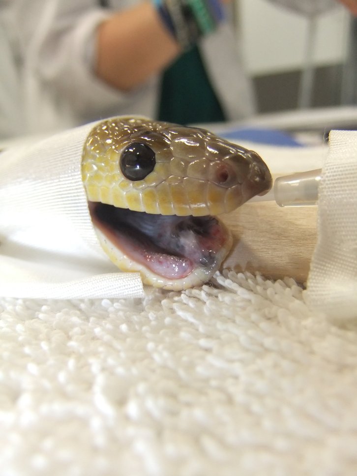 Фото: Adelaide University.