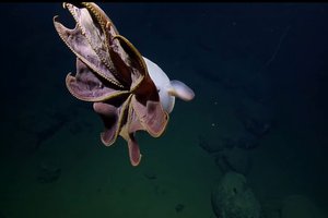 Редкое видео глубоководного осьминога с «ушами»