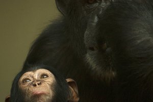 Шимпанзе опекают сородичей-инвалидов