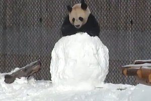 Панда сражается со снеговиком: видео