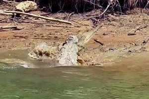 Гигантского крокодила застали за каннибализмом: видео