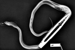 Как достать из питона щипцы для барбекю