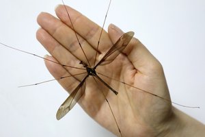 Каким был самый большой в мире комар (однажды его поймали в Китае)