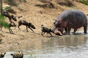 Бегемот спасает и убивает антилопу: видео