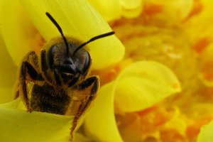 Сексуальная жизнь пчёл оставляет желать лучшего