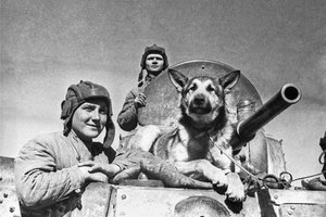 Хвостатые смельчаки: собаки-герои Великой Отечественной войны