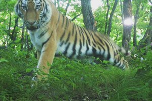 Как выглядят животные, когда их никто не видит