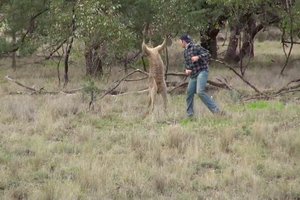 Почему человек никогда не должен драться с кенгуру