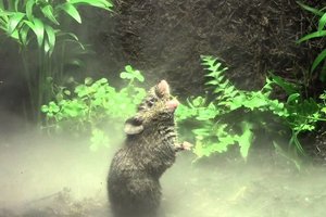 Зачем эти мыши поют?