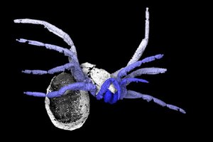 Древние пауки не умели плести паутину