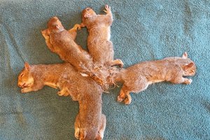 Бельчата запутались хвостами и едва не погибли