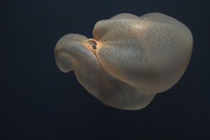 Эта неуловимая медуза похожа на пакет: видео