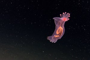 Странные существа из глубин океана: видео