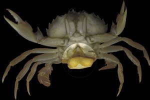 Как рак-паразит превращает самцов крабов в самок