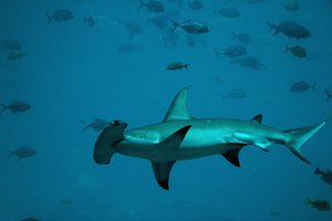 Битва акулы-молот против тигровой акулы: видео