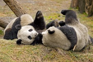 Большие панды предпочли спариваться по любви