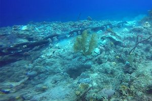 Почему чиновники позволили круизному судну уничтожить коралловый риф