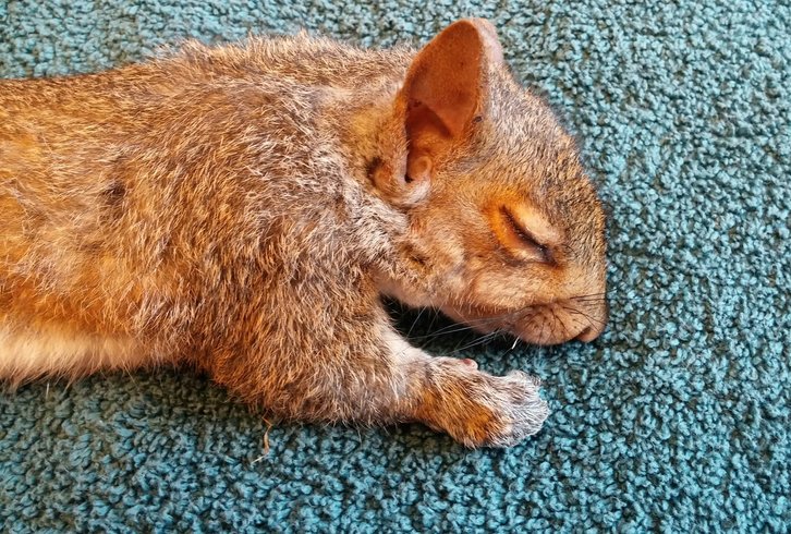 Фото: Wildlife Rehabilitation Center at Wisconsin Humane Society