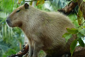 Капибара убегает от ягуара: эффектное видео