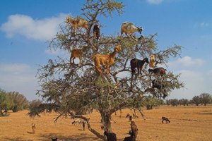 Зачем в Марокко козы забираются на деревья