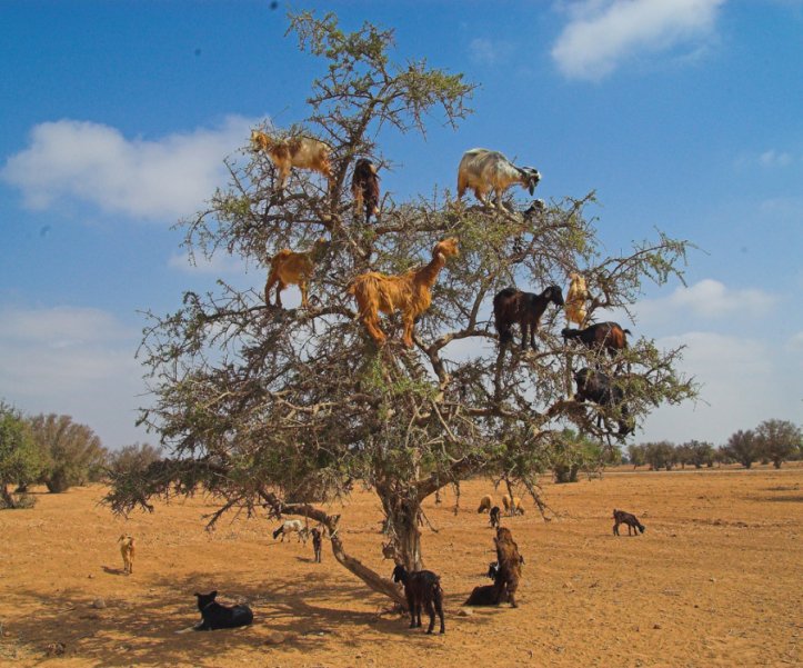 козы на аргановом дереве