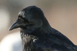 Мозг ворон способен к ассоциациям