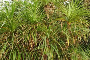 Это растение указывает на месторождения алмазов