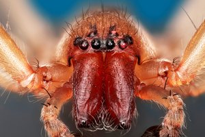 Пауки связывают самок во время спаривания