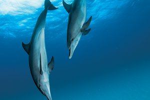 Ученый 30 лет исследует дельфинов: «Они занимаются сексом ради удовольствия»