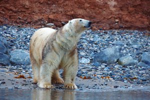 Они могут плыть 687 километров без перерыва на отдых. 11 удивительных фактов о белых медведях