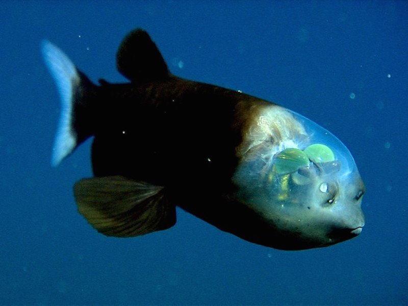 Фото: Monterey Bay Aquarium Research Institute