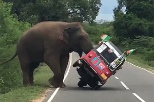 Никогда не кормите слонов так: видео