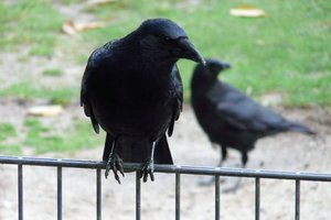 Вороны используют инструменты и уносят их с собой