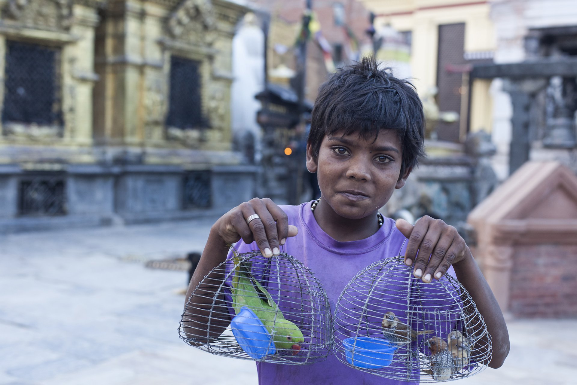 Продавец птичей свободы