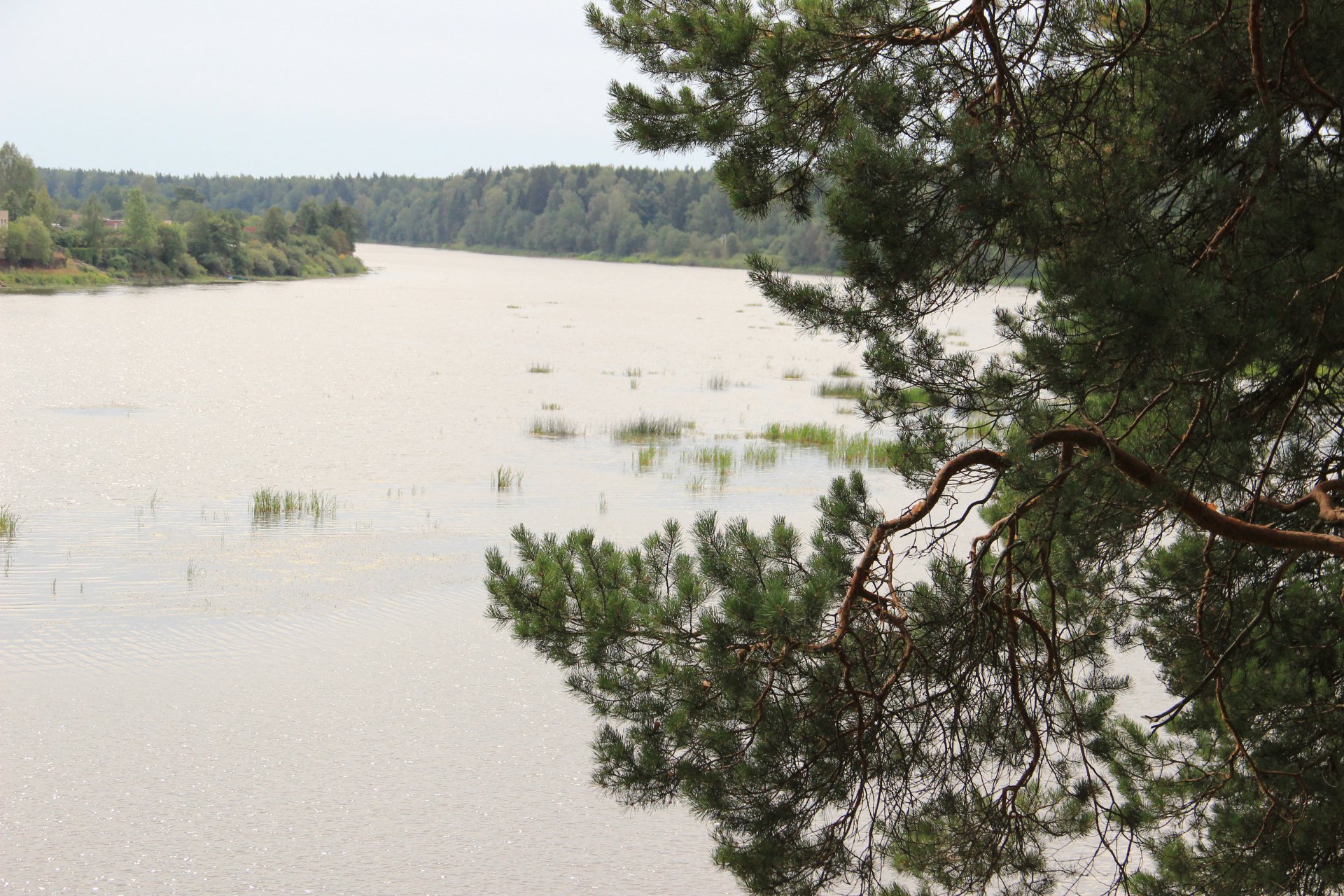 Кружевная сосна над Лугой