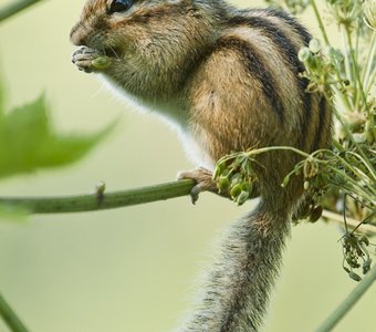 Эквилибрист