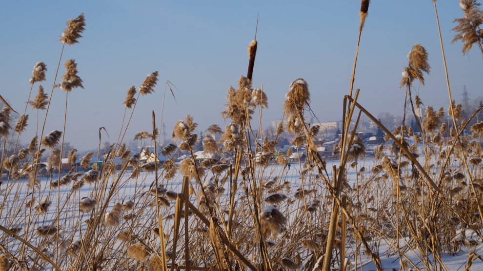 Заросли камыша — Фото №25317