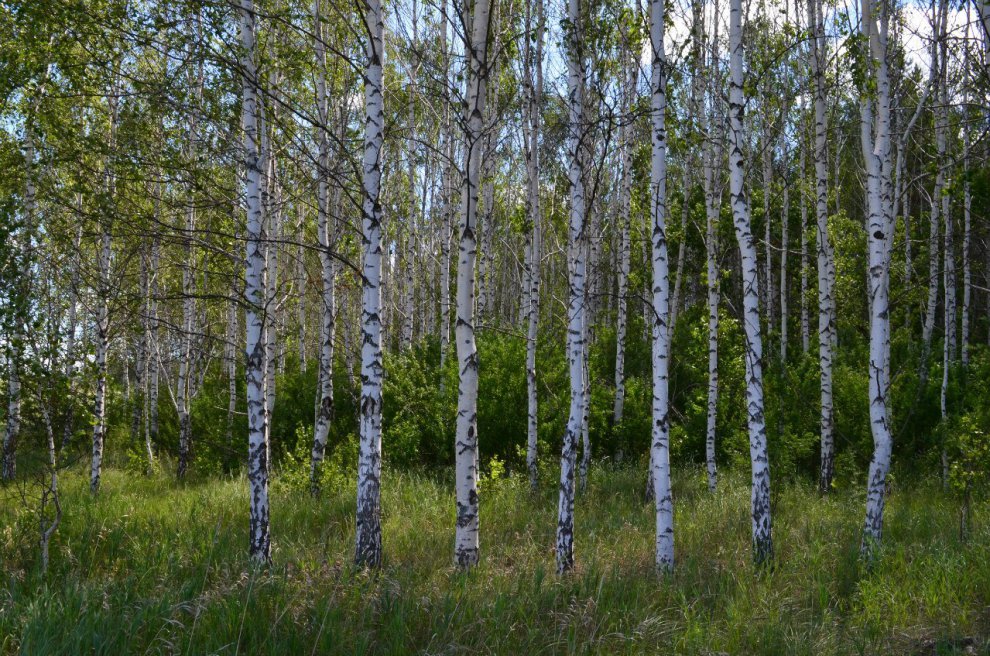 Волнистая береза. Берёза ойковская. Край кудрявых берез. Березка кудрявая. Ой береза кудрявая.