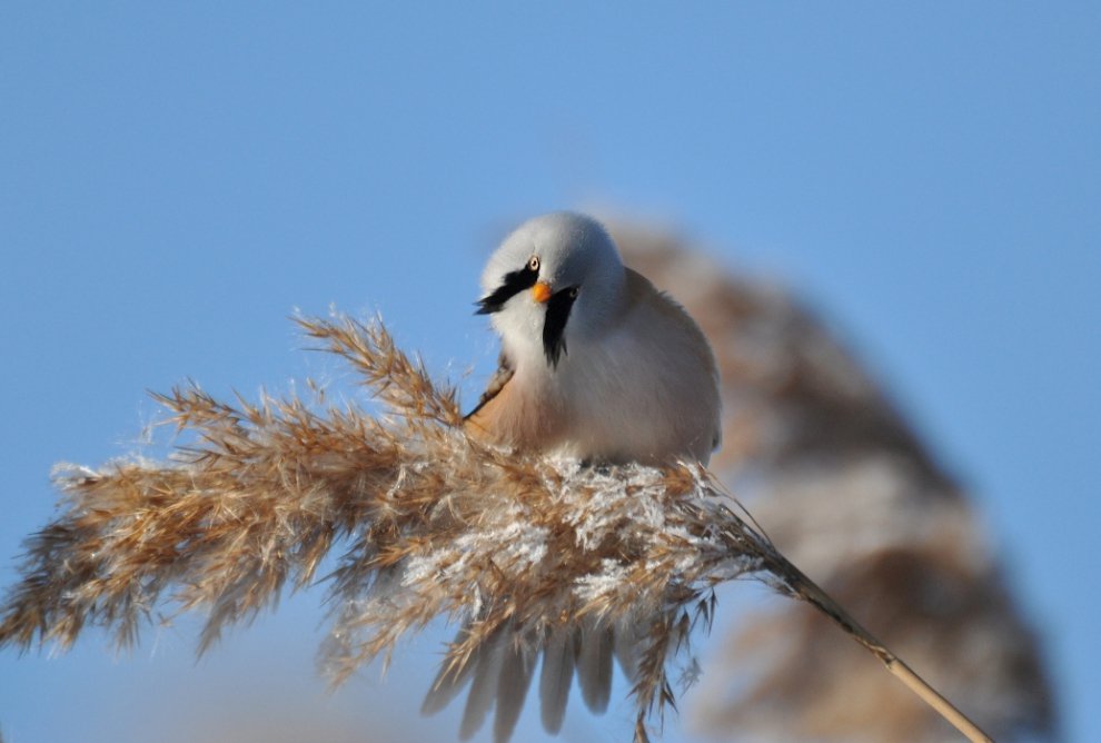 Усатая синица