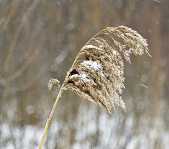 Камыш в снегу. Reed in Snow