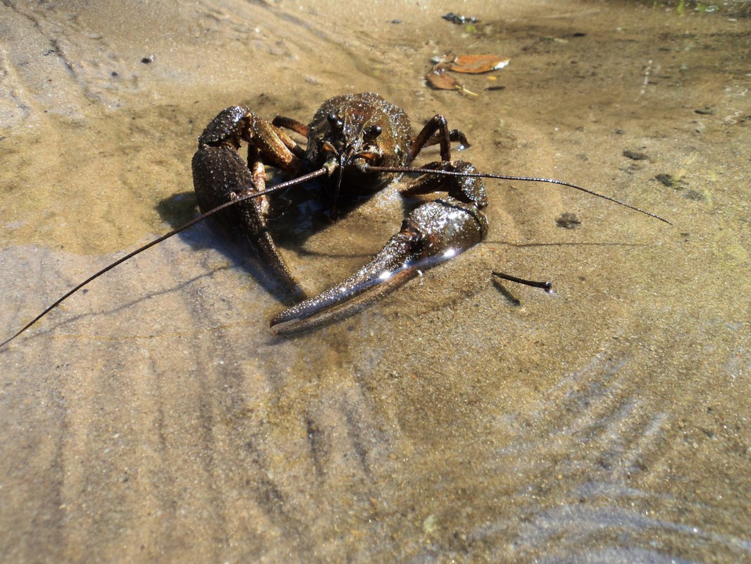 Живут ли раки в воде. Рачки озерные. Раковые озера. Водоплавающие рачки водились в лужах. Ракообразные в речке Кемь.