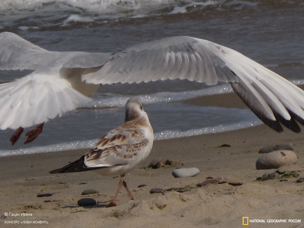 "Иду на посадку!"