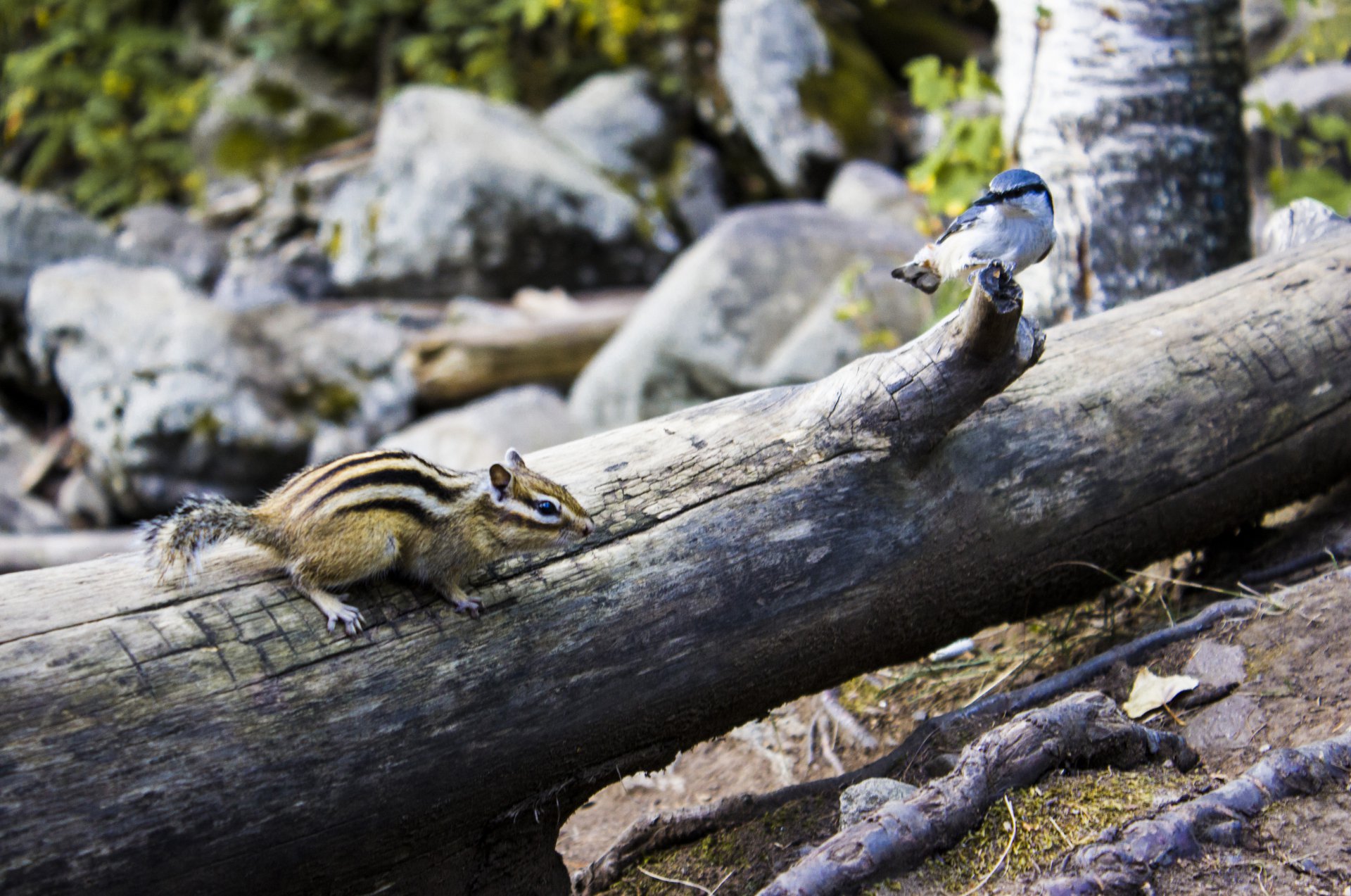 Вот так встреча!