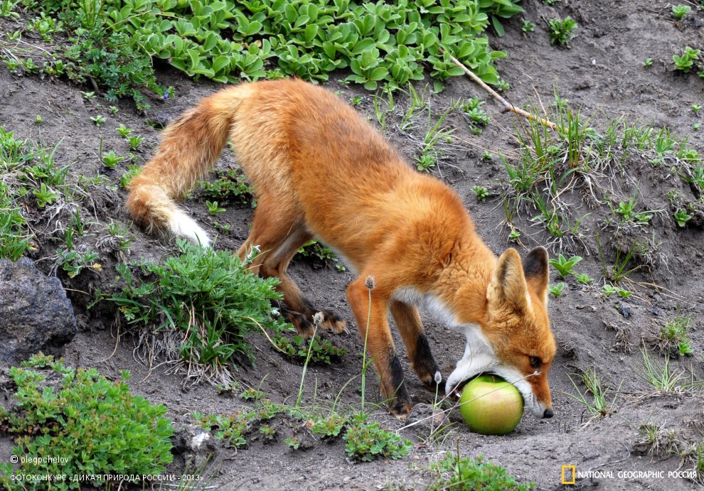 Лис и Яблоко