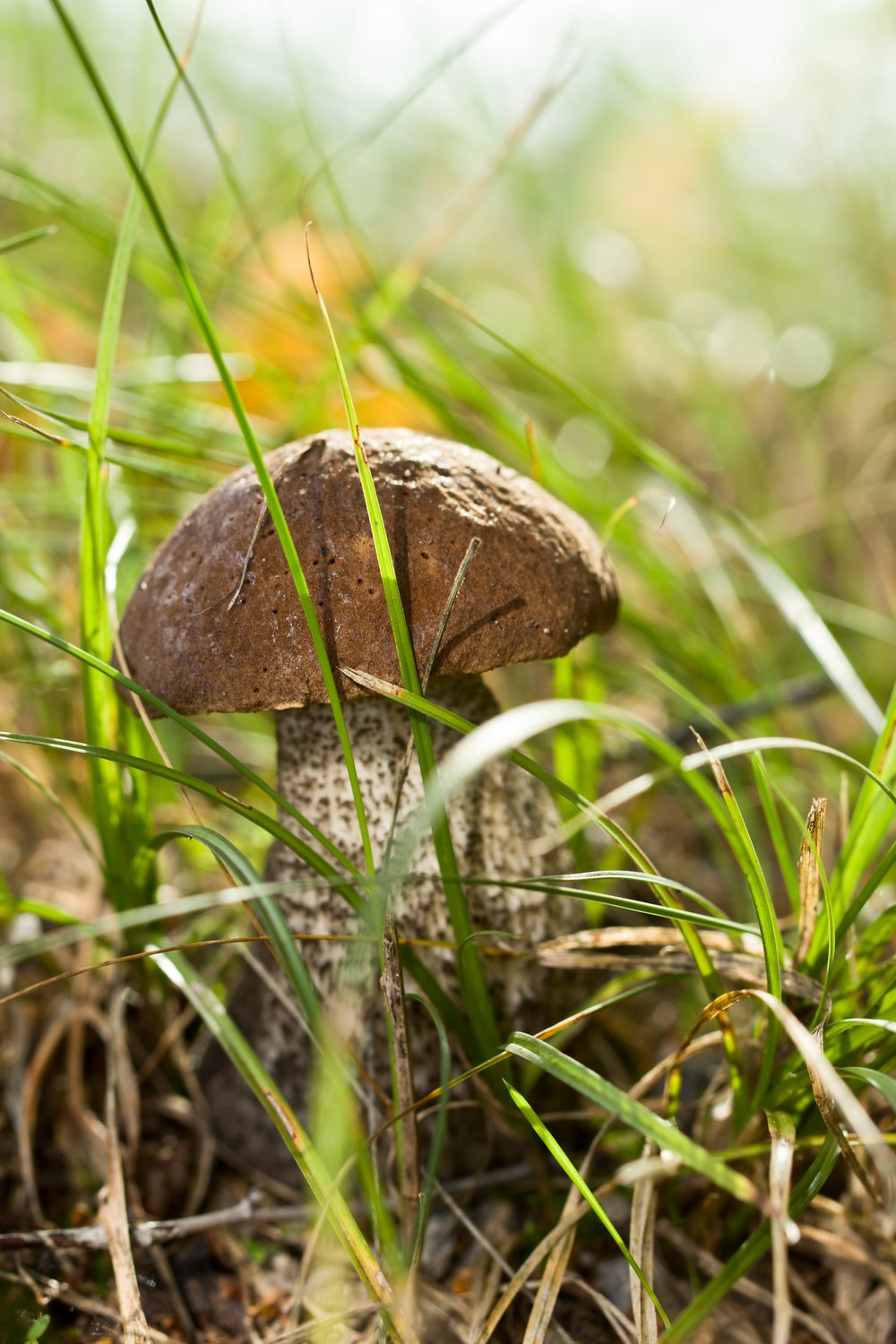 Малыш-крепыш